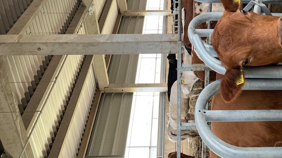 Реконструкция молочно-товарной фермы в Переяслав-Хмельницком районе - Eridon Bud - 2 Реконструкция молочно-товарной фермы в Переяслав-Хмельницком районе - Eridon Bud - Изображение - 2