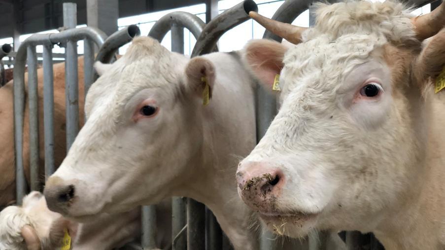 Reconstruction of a dairy farm in Pereyaslav-Khmelnytskyi district - Eridon Bud - 4 Reconstruction of a dairy farm in Pereyaslav-Khmelnytskyi district - Eridon Bud - Image - 4